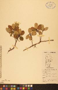 Gaultheria procumbens image