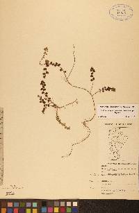 Gaultheria hispidula image