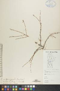 Larix laricina image