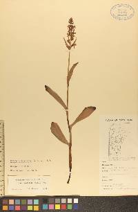 Coeloglossum viride image