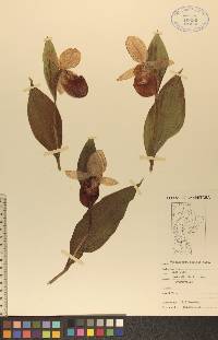 Cypripedium reginae image