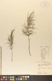 Equisetum sylvaticum var. multiramosum image