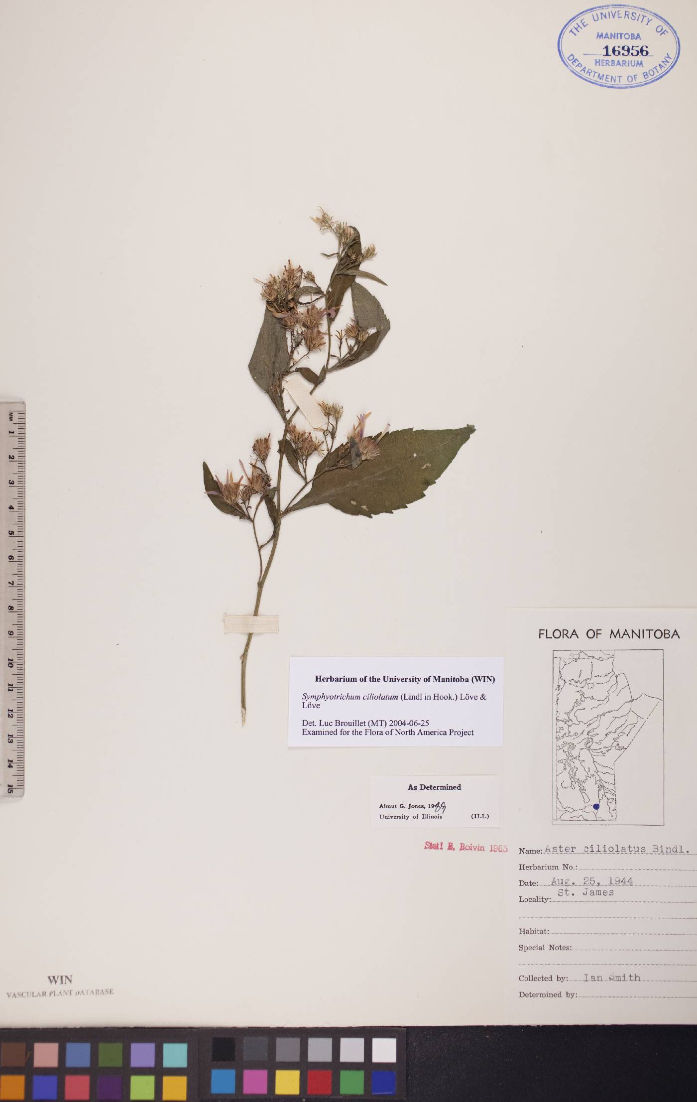 Symphyotrichum ciliolatum image