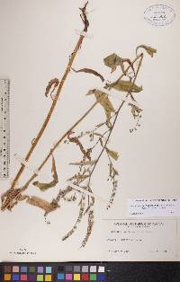 Hackelia deflexa subsp. americana image