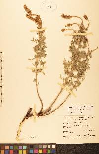 Dalea villosa var. villosa image