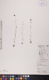 Lobelia kalmii image