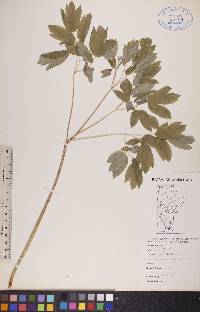 Caulophyllum thalictroides image