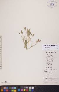 Vaccaria hispanica image