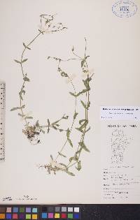 Cerastium nutans image