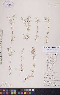 Cerastium nutans image