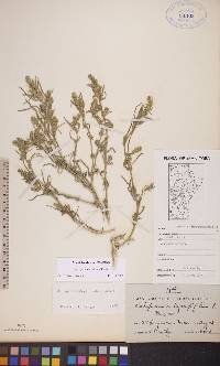 Corispermum villosum image