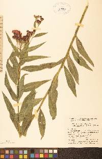 Vernonia fasciculata var. corymbosa image