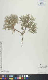 Thuja occidentalis image