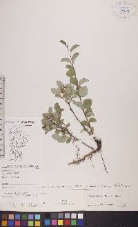 Symphoricarpos albus image