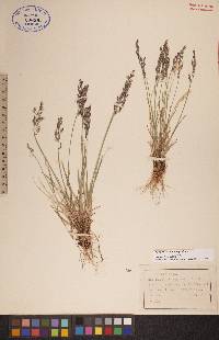 Poa glauca subsp. glauca image