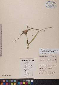 Tradescantia occidentalis image