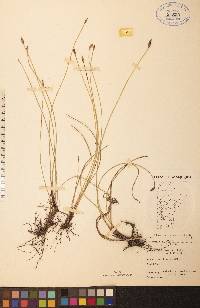 Eleocharis macrostachya image