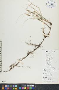 Carex duriuscula image