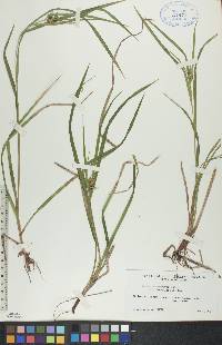 Carex intumescens var. fernaldii image