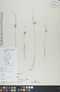 Carex viridula image