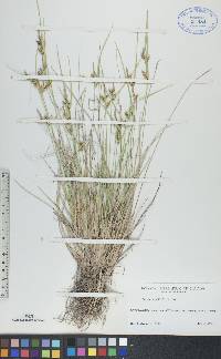 Carex viridula image