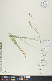 Carex foenea image