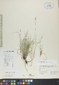 Carex obtusata image