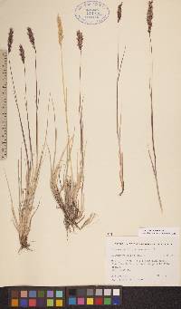 Calamagrostis purpurascens image