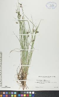 Carex paupercula var. pallens image