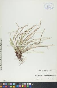 Carex pedunculata image