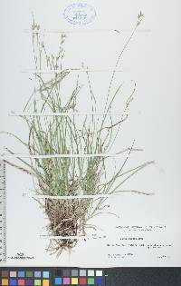 Carex peckii image