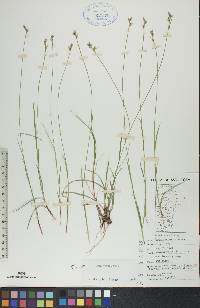 Carex peckii image