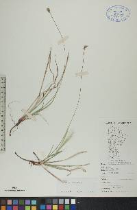 Carex peckii image