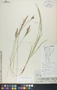 Carex lenticularis image