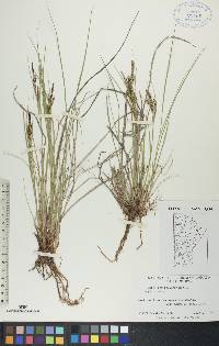 Carex lenticularis image