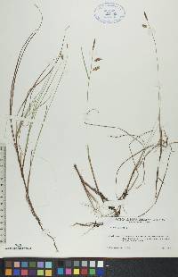 Carex limosa image