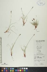 Carex glacialis image