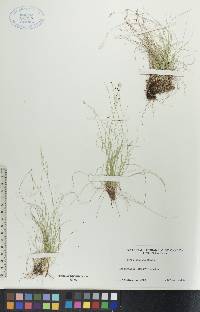 Carex eburnea image