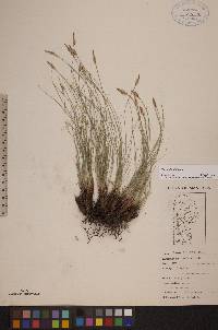 Carex filifolia image