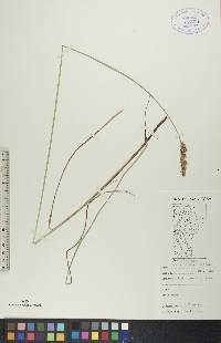 Carex diandra image