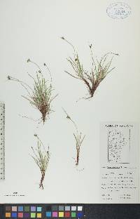 Carex deflexa image