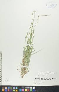 Carex deweyana image