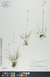 Carex capillaris image