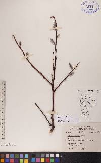 Salix planifolia image