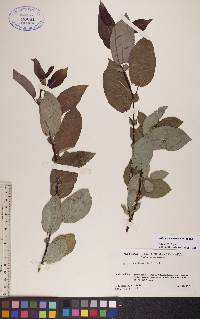 Salix pseudomonticola image