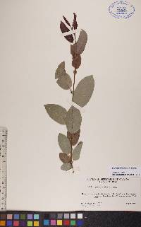 Salix pseudomonticola image