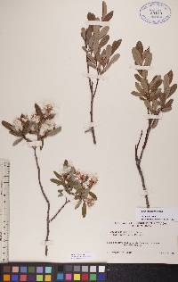 Salix pedicellaris image