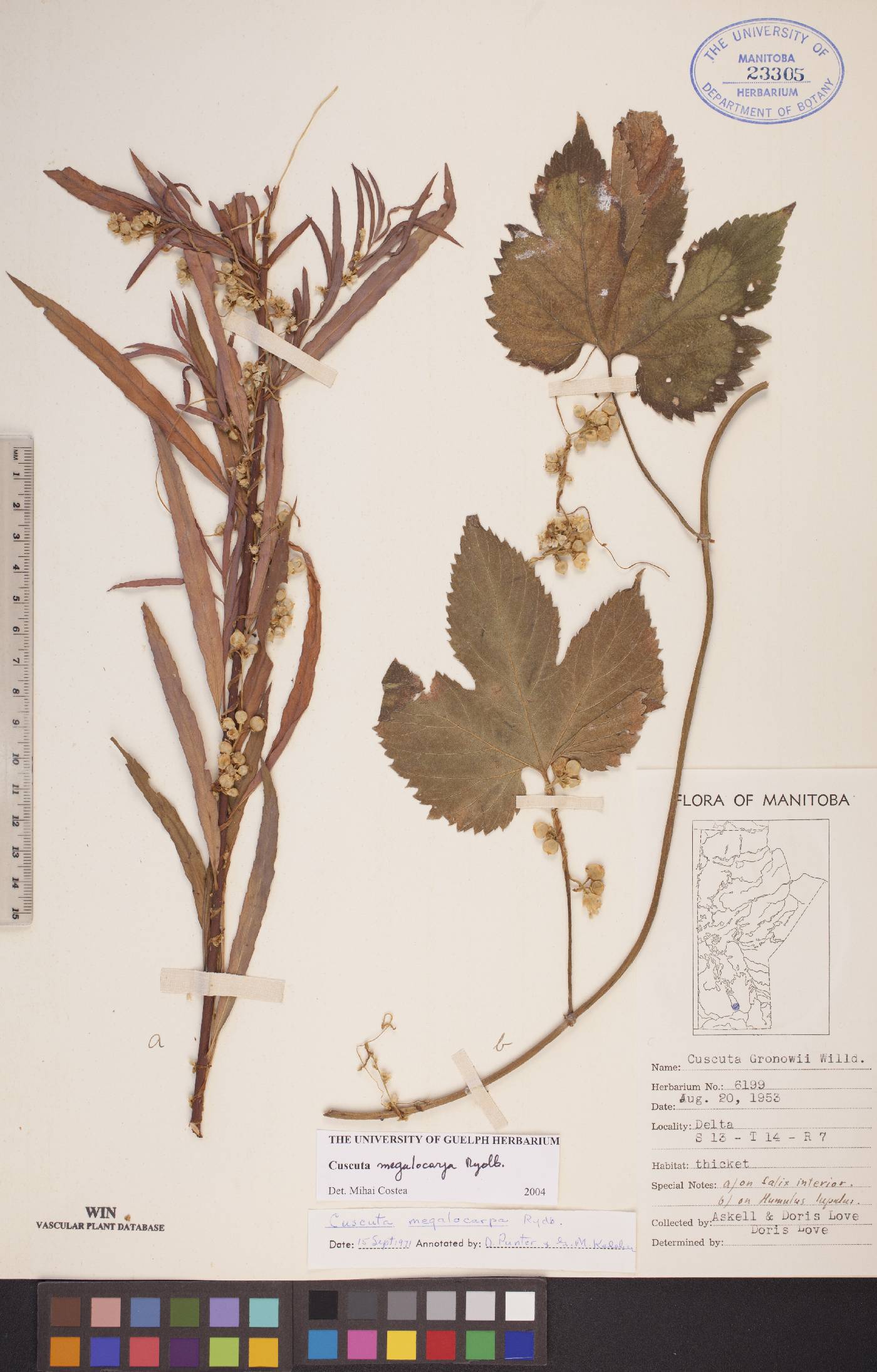 Cuscuta megalocarpa image