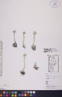 Antennaria parvifolia image