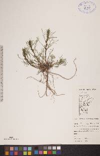 Artemisia canadensis image